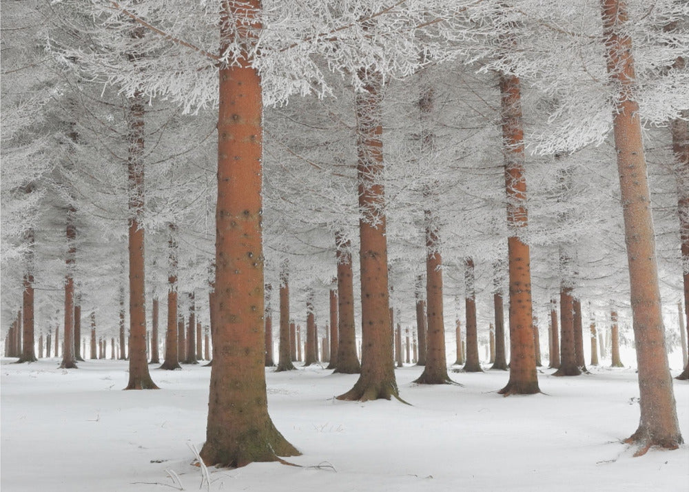 A serene winter forest scene with tall, straight trees whose reddish-brown trunks stand out against the white, snow-covered ground and frost-laden branches, all enclosed in a silver frame. Poster