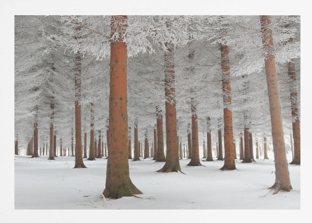 A serene winter forest scene with tall, straight trees whose reddish-brown trunks stand out against the white, snow-covered ground and frost-laden branches, all enclosed in a silver frame. Poster