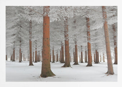 A serene winter forest scene with tall, straight trees whose reddish-brown trunks stand out against the white, snow-covered ground and frost-laden branches, all enclosed in a silver frame. Poster
