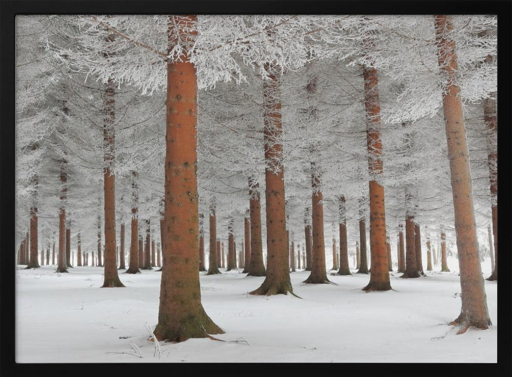 A serene winter forest scene with tall, straight trees whose reddish-brown trunks stand out against the white, snow-covered ground and frost-laden branches, all enclosed in a silver frame. Poster