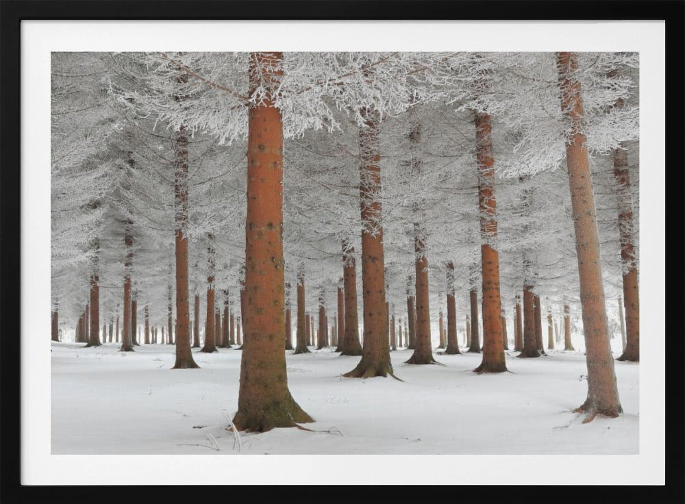 A serene winter forest scene with tall, straight trees whose reddish-brown trunks stand out against the white, snow-covered ground and frost-laden branches, all enclosed in a silver frame. Poster