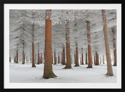A serene winter forest scene with tall, straight trees whose reddish-brown trunks stand out against the white, snow-covered ground and frost-laden branches, all enclosed in a silver frame. Poster