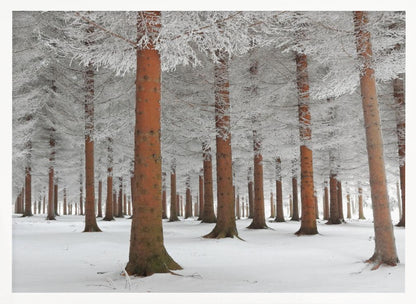 A serene winter forest scene with tall, straight trees whose reddish-brown trunks stand out against the white, snow-covered ground and frost-laden branches, all enclosed in a silver frame. Poster