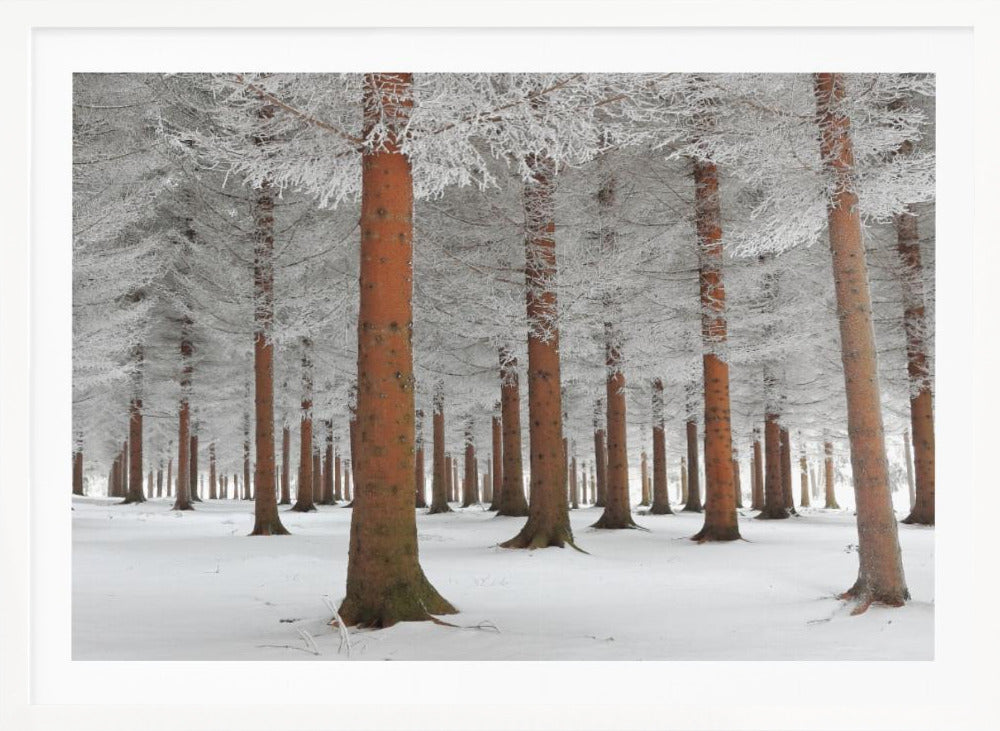 A serene winter forest scene with tall, straight trees whose reddish-brown trunks stand out against the white, snow-covered ground and frost-laden branches, all enclosed in a silver frame. Poster