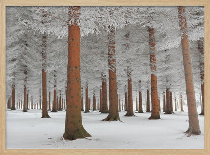 A serene winter forest scene with tall, straight trees whose reddish-brown trunks stand out against the white, snow-covered ground and frost-laden branches, all enclosed in a silver frame. Poster