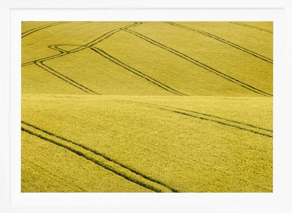 A framed photograph of a vast, rolling field of golden-yellow crops, with dark tractor tire tracks creating curving and diagonal lines across the hilly landscape. Decor