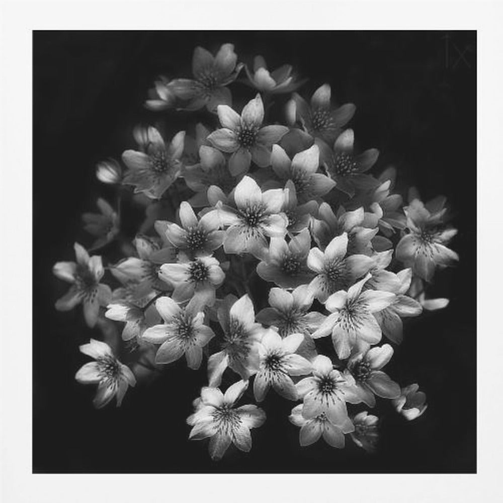 A moody black and white close-up photograph of a cluster of small, delicate star-shaped flowers against a solid black background, presented in a light brown wooden frame. Poster
