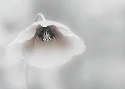 A close-up, soft-focus photograph of a single white poppy flower hanging downwards. The delicate petals are white with a hint of blush, revealing a dark black center. The background is a smooth, light gray, and the entire image is presented in a silver frame. Poster