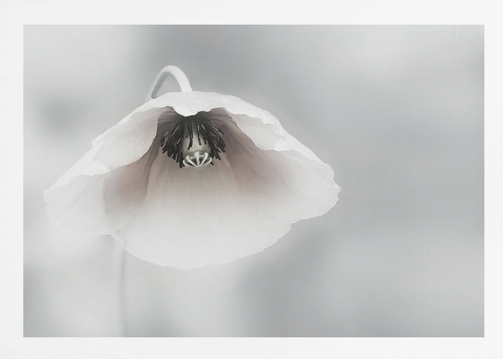 A close-up, soft-focus photograph of a single white poppy flower hanging downwards. The delicate petals are white with a hint of blush, revealing a dark black center. The background is a smooth, light gray, and the entire image is presented in a silver frame. Poster