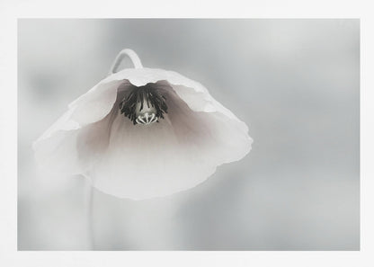 A close-up, soft-focus photograph of a single white poppy flower hanging downwards. The delicate petals are white with a hint of blush, revealing a dark black center. The background is a smooth, light gray, and the entire image is presented in a silver frame. Poster