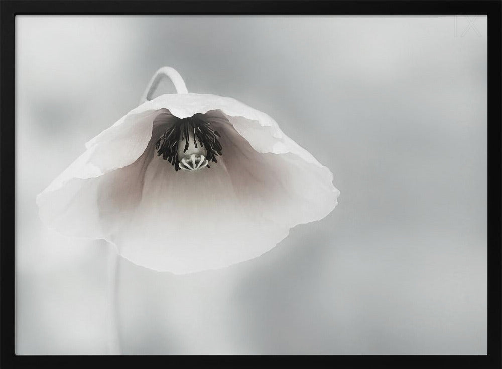 A close-up, soft-focus photograph of a single white poppy flower hanging downwards. The delicate petals are white with a hint of blush, revealing a dark black center. The background is a smooth, light gray, and the entire image is presented in a silver frame. Poster