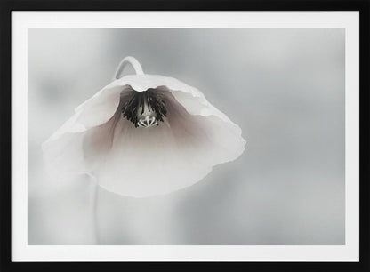 A close-up, soft-focus photograph of a single white poppy flower hanging downwards. The delicate petals are white with a hint of blush, revealing a dark black center. The background is a smooth, light gray, and the entire image is presented in a silver frame. Poster