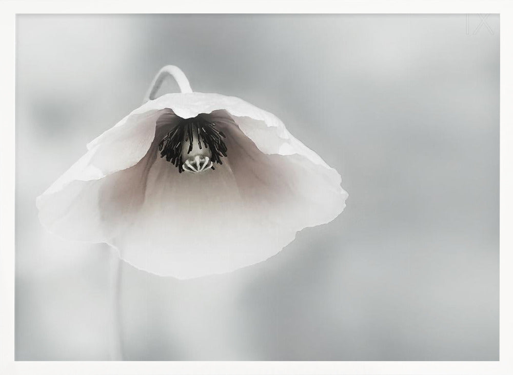 A close-up, soft-focus photograph of a single white poppy flower hanging downwards. The delicate petals are white with a hint of blush, revealing a dark black center. The background is a smooth, light gray, and the entire image is presented in a silver frame. Poster