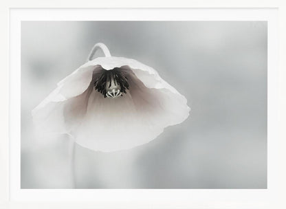 A close-up, soft-focus photograph of a single white poppy flower hanging downwards. The delicate petals are white with a hint of blush, revealing a dark black center. The background is a smooth, light gray, and the entire image is presented in a silver frame. Poster