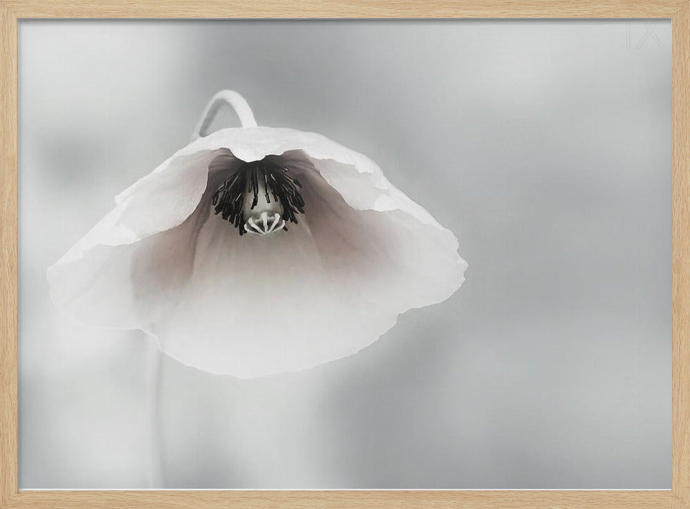 A close-up, soft-focus photograph of a single white poppy flower hanging downwards. The delicate petals are white with a hint of blush, revealing a dark black center. The background is a smooth, light gray, and the entire image is presented in a silver frame. Poster