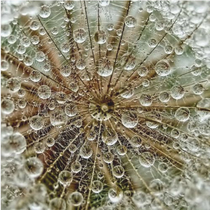 A framed macro photograph of a dandelion seed head covered in sparkling water droplets. The perspective is from the center of the flower, looking out at the radiating seeds and their delicate pappus, with each droplet reflecting the intricate structure. Artwork