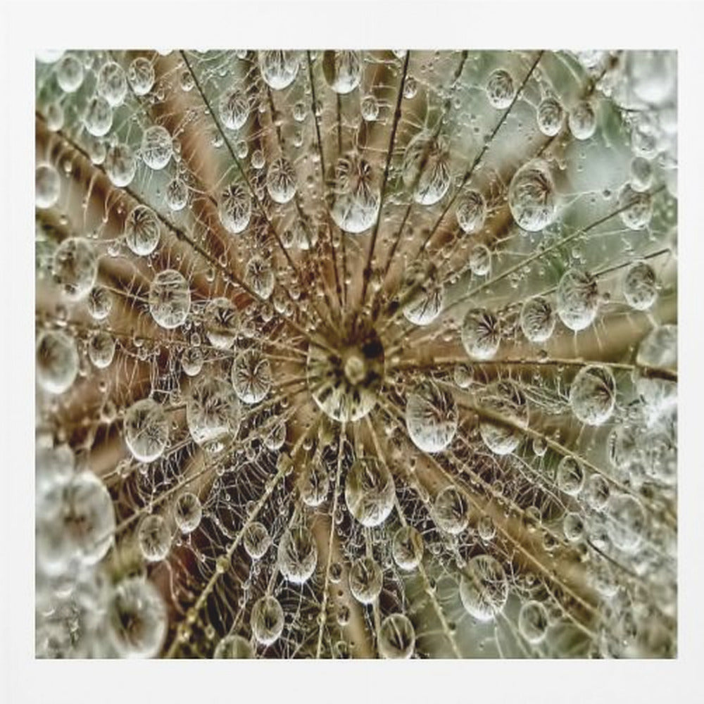A framed macro photograph of a dandelion seed head covered in sparkling water droplets. The perspective is from the center of the flower, looking out at the radiating seeds and their delicate pappus, with each droplet reflecting the intricate structure. Artwork