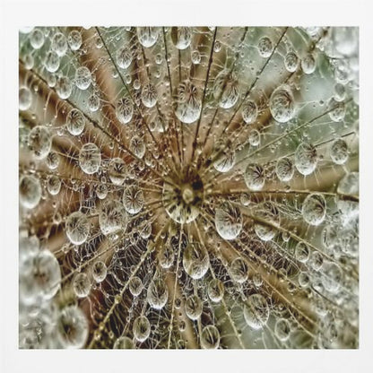 A framed macro photograph of a dandelion seed head covered in sparkling water droplets. The perspective is from the center of the flower, looking out at the radiating seeds and their delicate pappus, with each droplet reflecting the intricate structure. Artwork