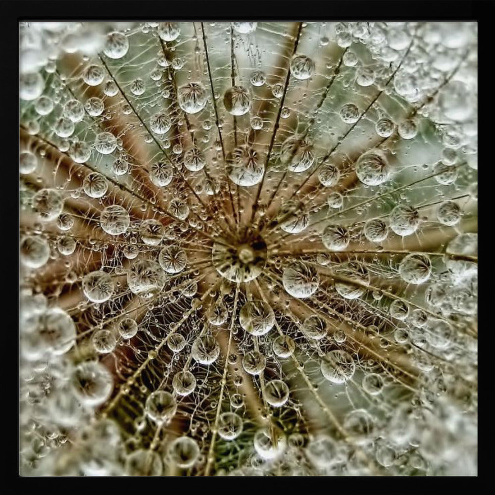 A framed macro photograph of a dandelion seed head covered in sparkling water droplets. The perspective is from the center of the flower, looking out at the radiating seeds and their delicate pappus, with each droplet reflecting the intricate structure. Artwork