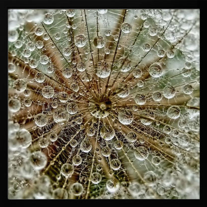 A framed macro photograph of a dandelion seed head covered in sparkling water droplets. The perspective is from the center of the flower, looking out at the radiating seeds and their delicate pappus, with each droplet reflecting the intricate structure. Artwork