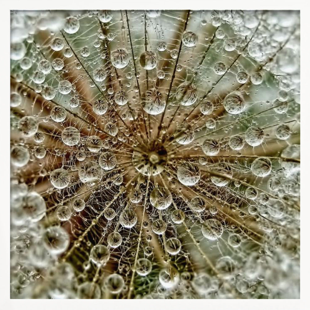 A framed macro photograph of a dandelion seed head covered in sparkling water droplets. The perspective is from the center of the flower, looking out at the radiating seeds and their delicate pappus, with each droplet reflecting the intricate structure. Artwork