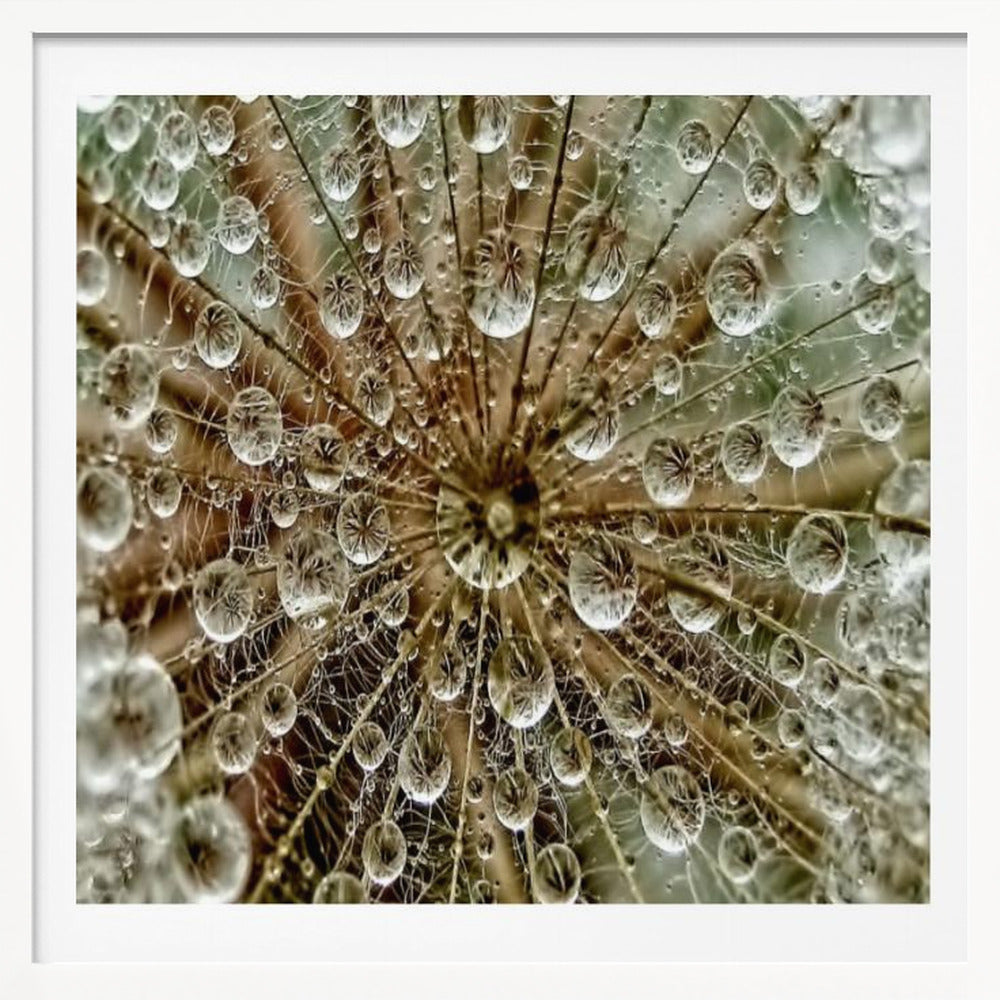 A framed macro photograph of a dandelion seed head covered in sparkling water droplets. The perspective is from the center of the flower, looking out at the radiating seeds and their delicate pappus, with each droplet reflecting the intricate structure. Artwork
