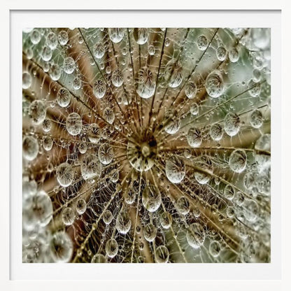 A framed macro photograph of a dandelion seed head covered in sparkling water droplets. The perspective is from the center of the flower, looking out at the radiating seeds and their delicate pappus, with each droplet reflecting the intricate structure. Artwork
