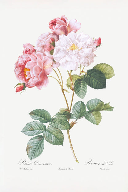 variant-60x90_no-margin