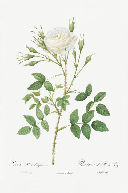 variant-60x90_no-margin