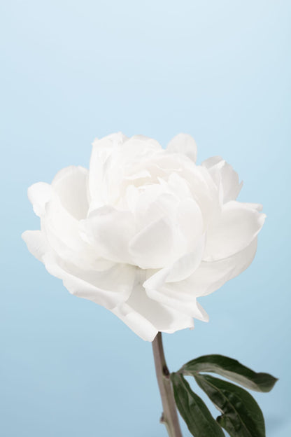 variant-60x90_no-margin
