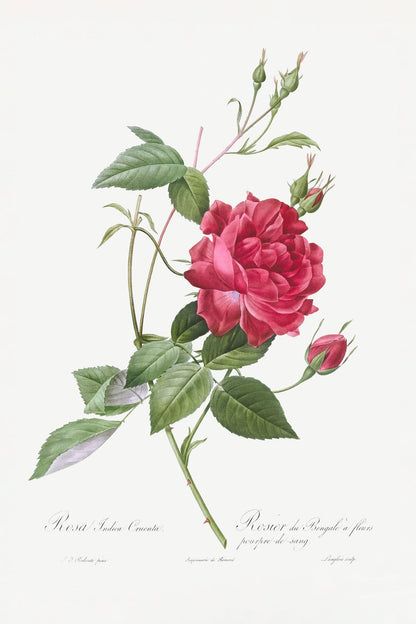 variant-60x90_no-margin