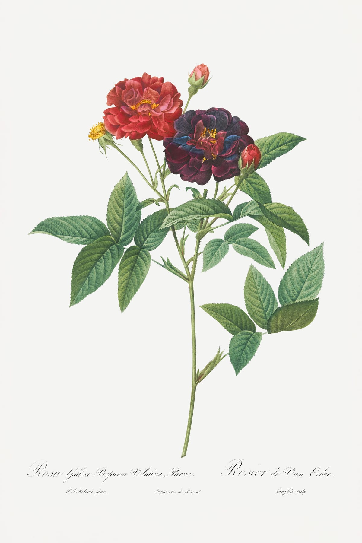 variant-60x90_no-margin