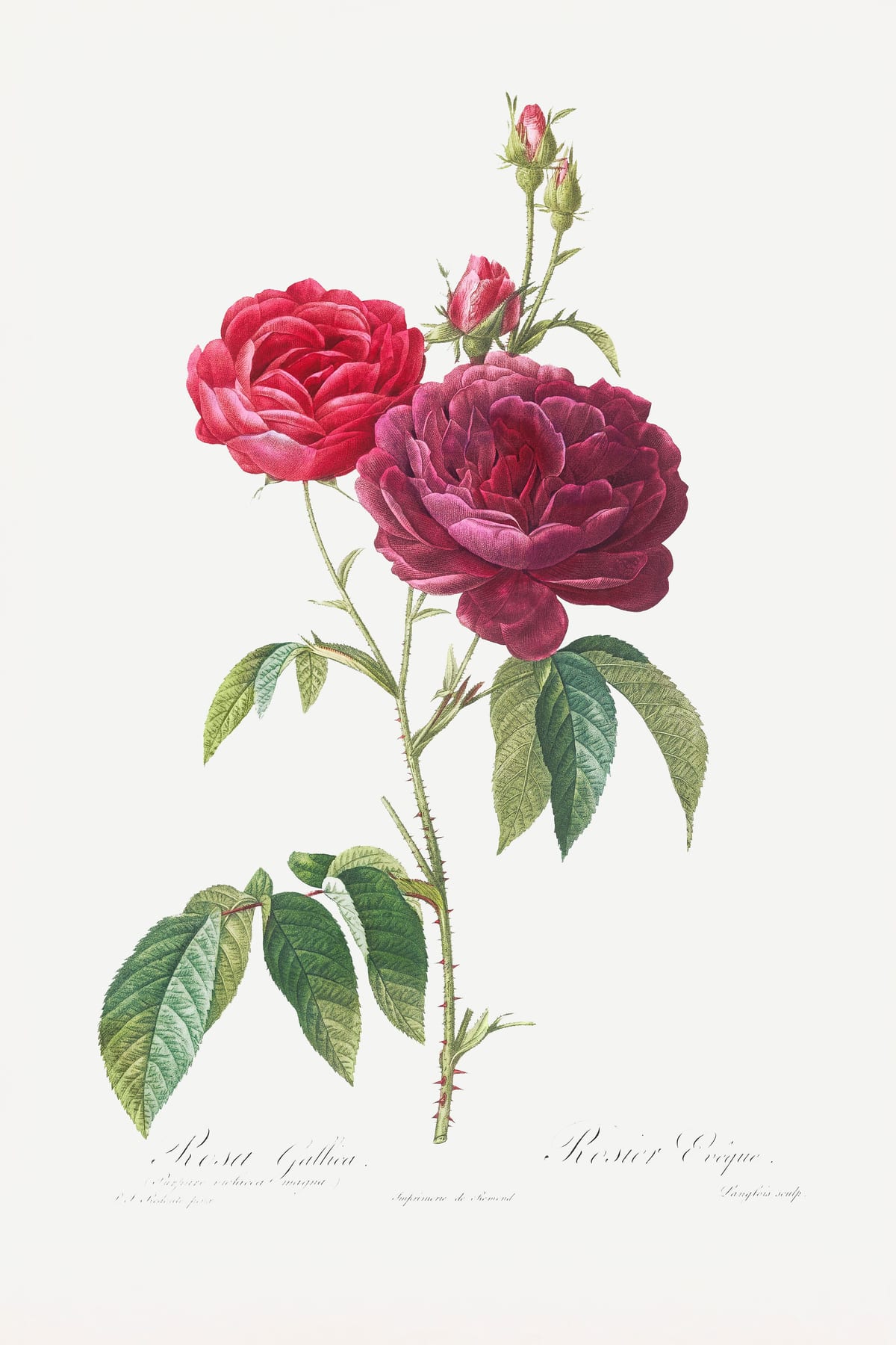 variant-60x90_no-margin