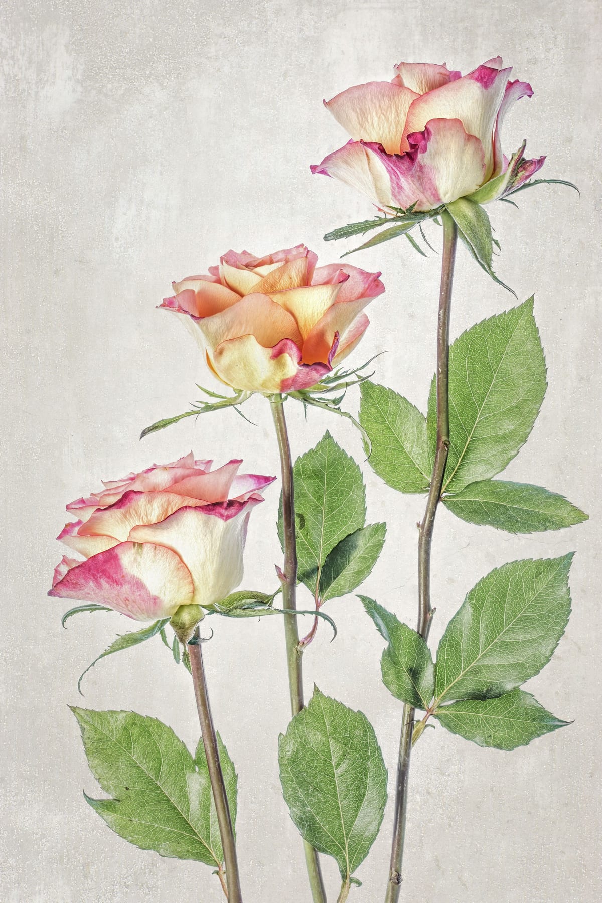 variant-60x90_no-margin