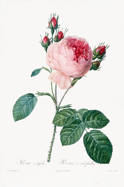 variant-60x90_no-margin