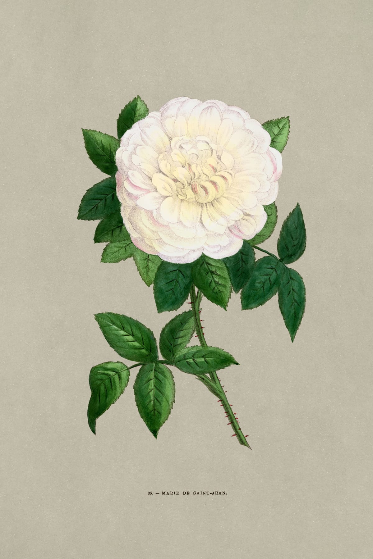 variant-60x90_no-margin