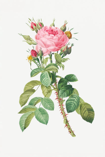 variant-60x90_no-margin