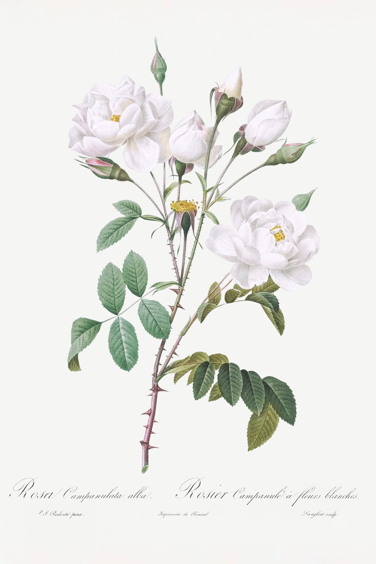 variant-60x90_no-margin