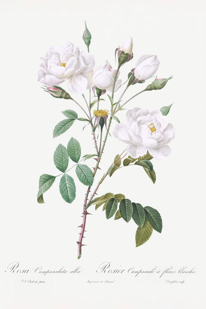variant-60x90_no-margin