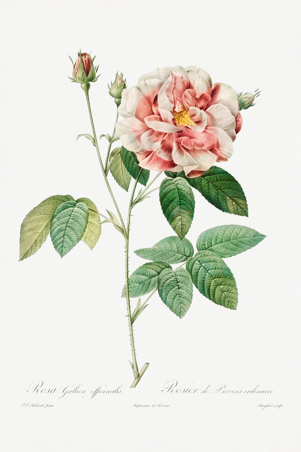 variant-60x90_no-margin