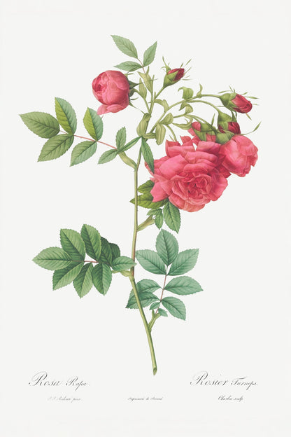 variant-60x90_no-margin