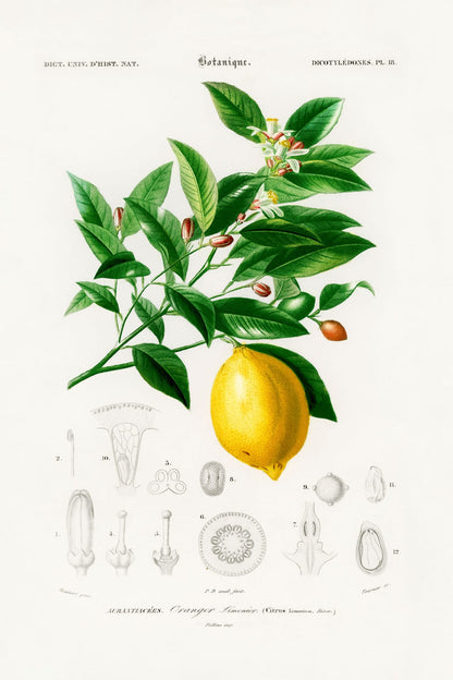 variant-60x90_no-margin