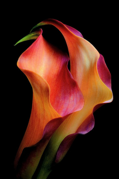 variant-60x90_no-margin