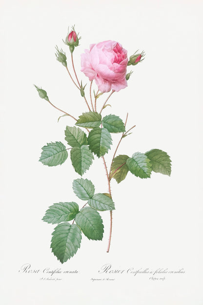 variant-60x90_no-margin