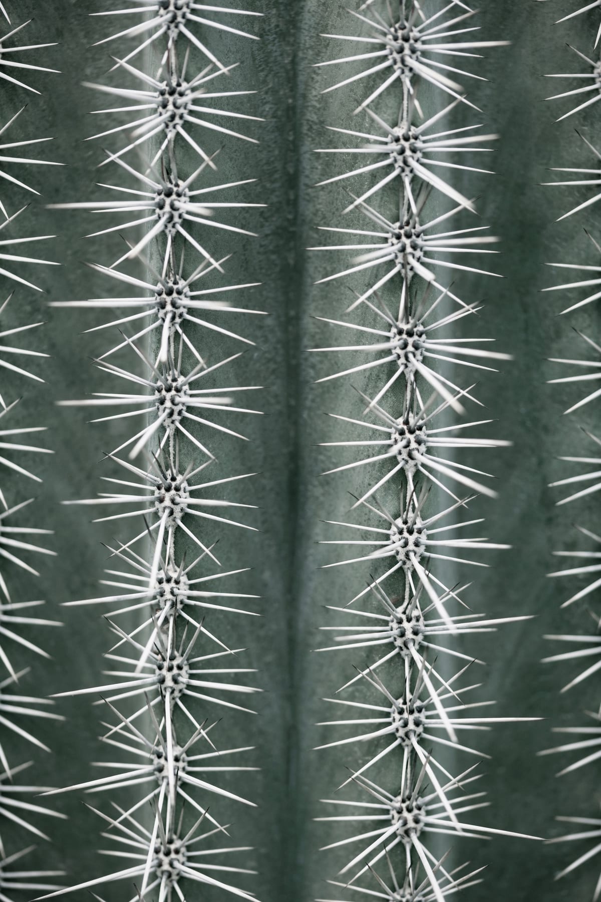 variant-60x90_no-margin