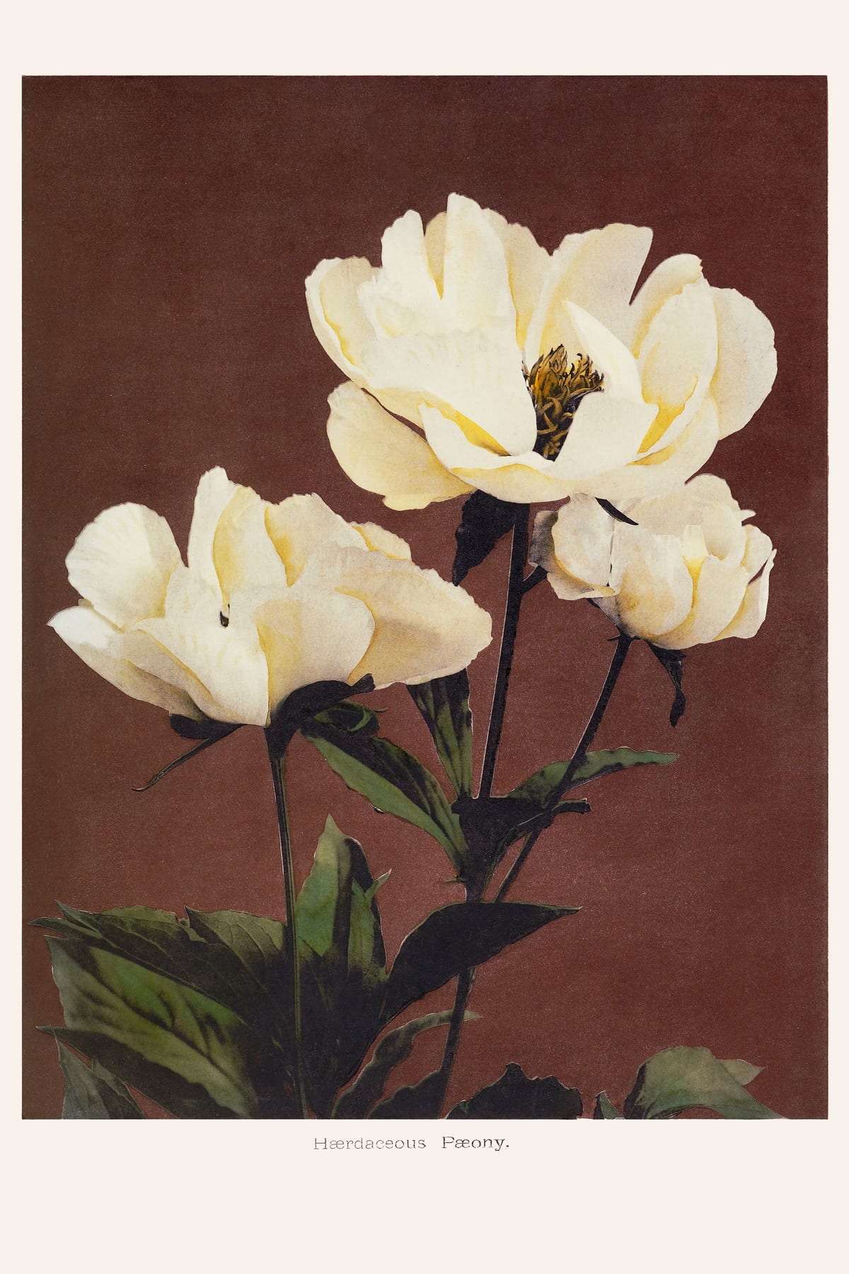 variant-60x90_no-margin