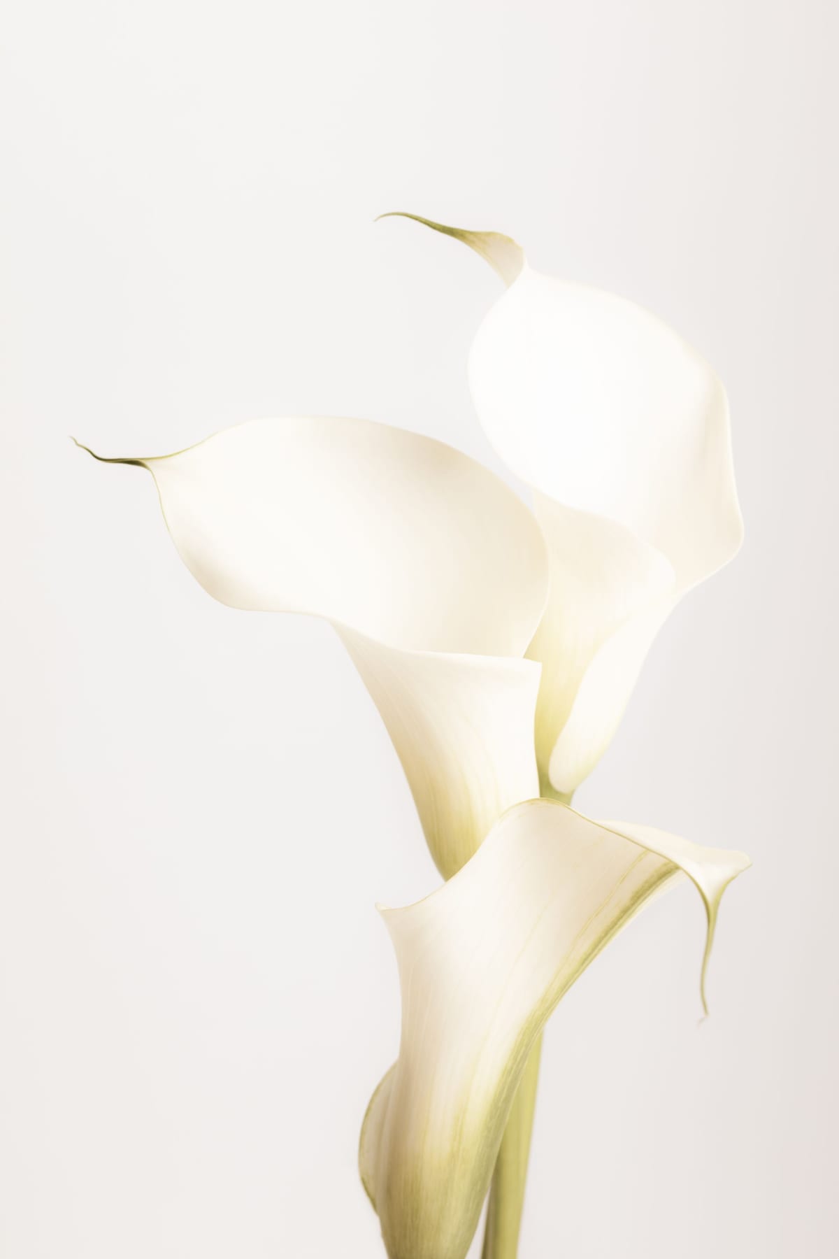 variant-60x90_no-margin