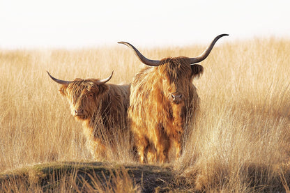 variant-60x90_no-margin