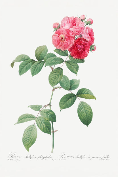 variant-60x90_no-margin