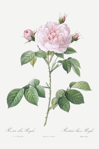 variant-60x90_no-margin